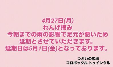 本日のれんげ摘みについて
